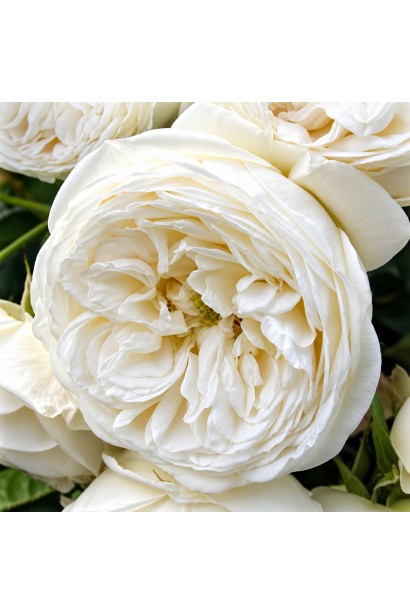 Shrub Rose Artemis